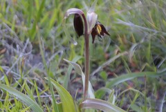 Fritillaria biflora