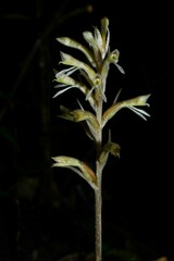Pelexia goninensis