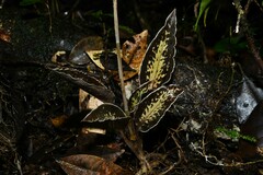 Pelexia goninensis