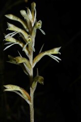 Pelexia goninensis