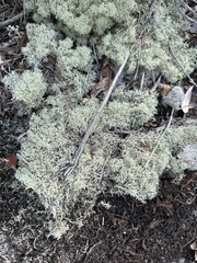 Cladonia evansii
