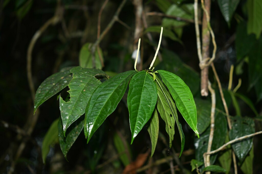 Piper hostmannianum
