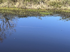 Atractosteus spatula