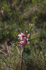 Prunus tenella
