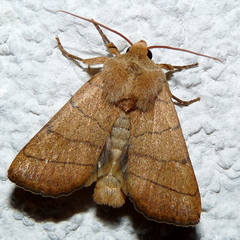 Charanyca trigrammica