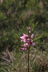 Prunus tenella