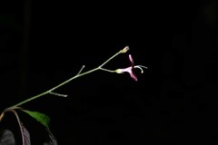 Pulchranthus congestus
