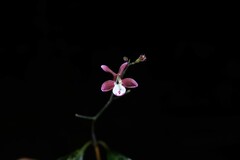 Pulchranthus congestus