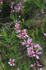 Prunus tenella