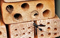 Isodontia auripes