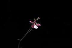 Pulchranthus congestus