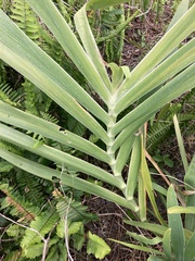 Iris domestica