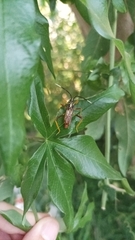 Holhymenia histrio
