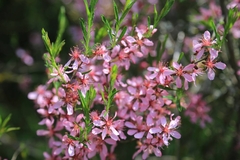 Prunus tenella