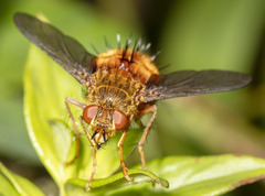 Adejeania