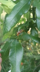Holhymenia histrio