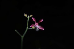 Pulchranthus congestus