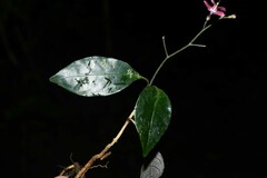 Pulchranthus congestus