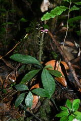 Pulchranthus congestus