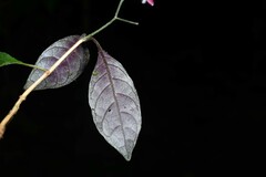 Pulchranthus congestus