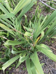 Iris domestica