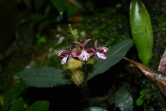 Pulchranthus congestus