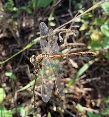 Crenigomphus hartmanni