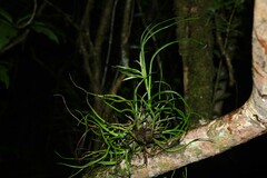 Tillandsia bulbosa