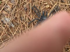 Araneae