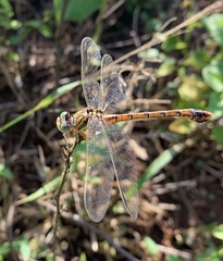 Crenigomphus hartmanni