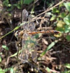 Crenigomphus hartmanni