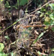 Crenigomphus hartmanni