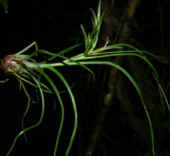 Tillandsia bulbosa