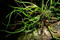 Tillandsia bulbosa