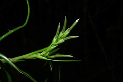 Tillandsia bulbosa