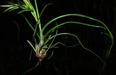 Tillandsia bulbosa