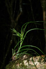 Tillandsia bulbosa