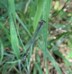 Pseudagrion acaciae