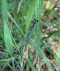 Pseudagrion acaciae
