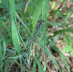 Pseudagrion acaciae