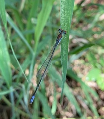 Pseudagrion acaciae