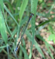 Pseudagrion acaciae