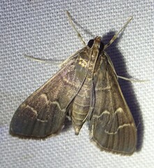 Pilocrocis
