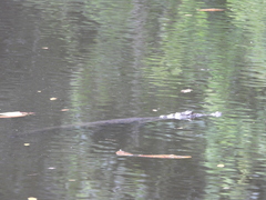 Caiman crocodilus