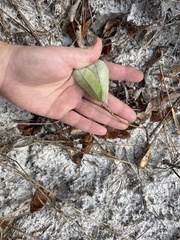 Geobalanus oblongifolius