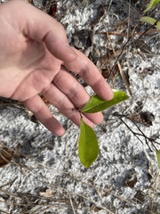 Geobalanus oblongifolius