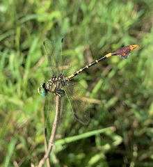 Paragomphus sabicus