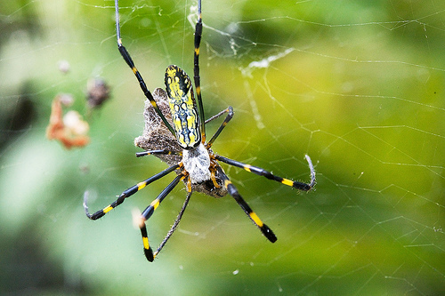 Joro Spider