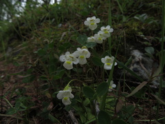 Pinguicula alpina