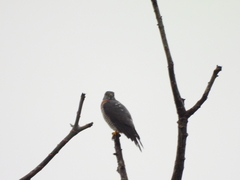Harpagus bidentatus